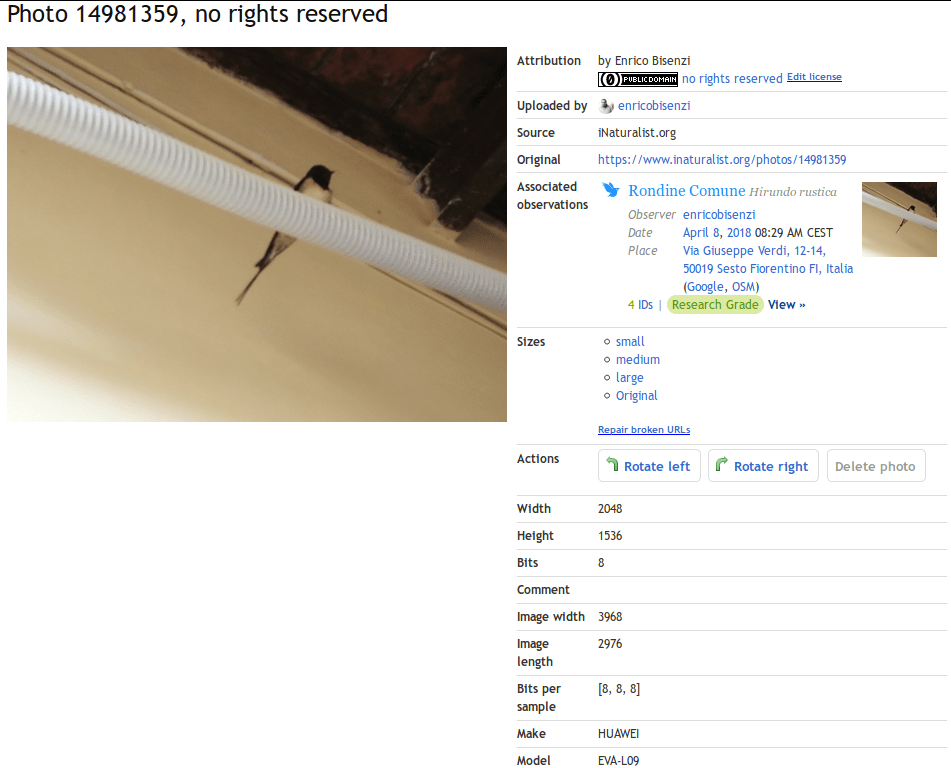 meta-dati-foto-rondine-su-iNaturalist