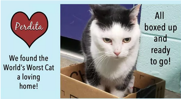 il-gatto-perdita-in-una-scatola